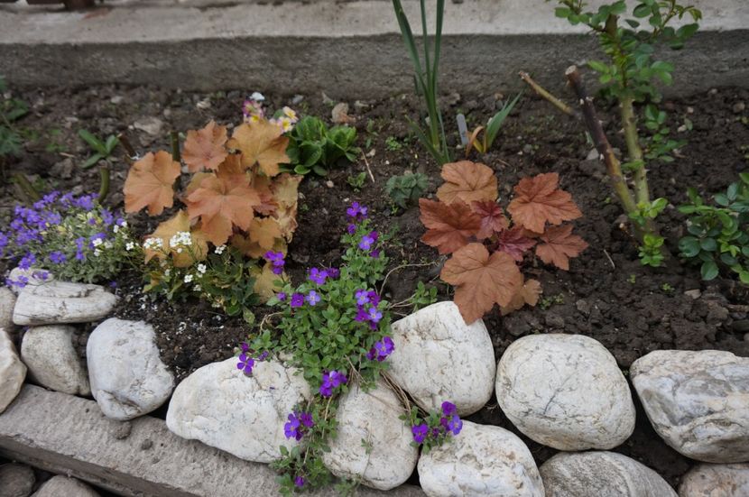 Caramel - Heuchera 2017