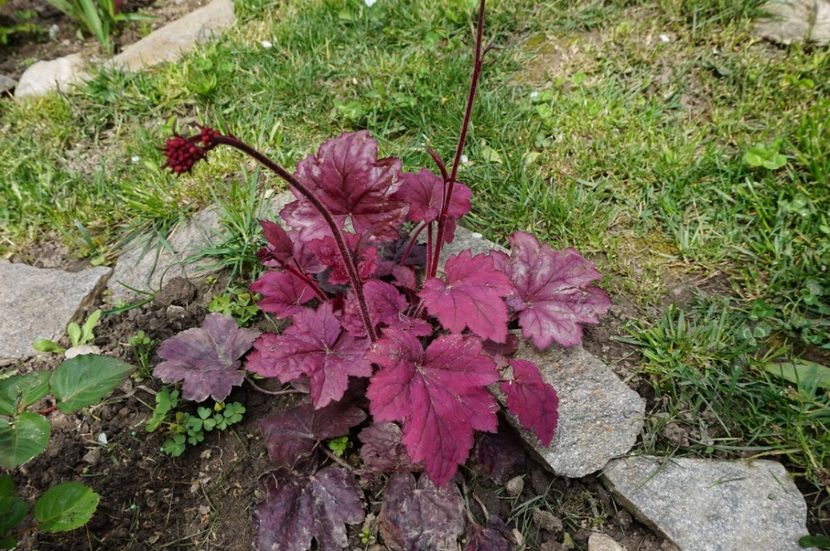 Plum Royale - Heuchera 2017