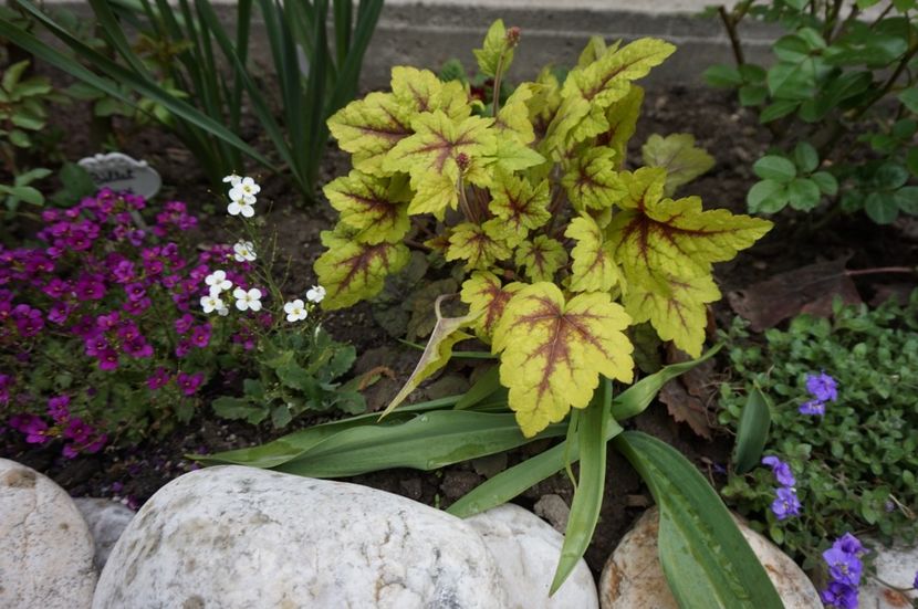 Stoplight - Heuchera 2017