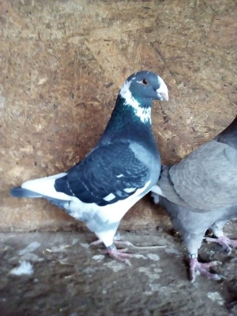  - Porumbei Giant Homer 2017