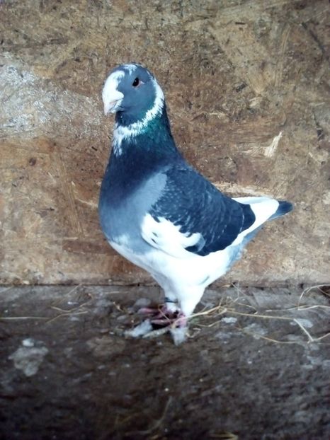  - Porumbei Giant Homer 2017