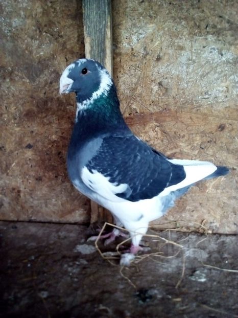  - Porumbei Giant Homer 2017