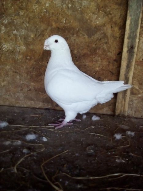  - Porumbei Giant Homer 2017