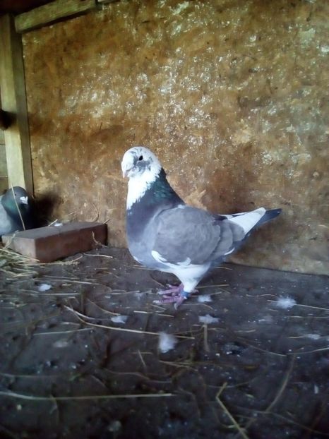  - Porumbei Giant Homer 2017