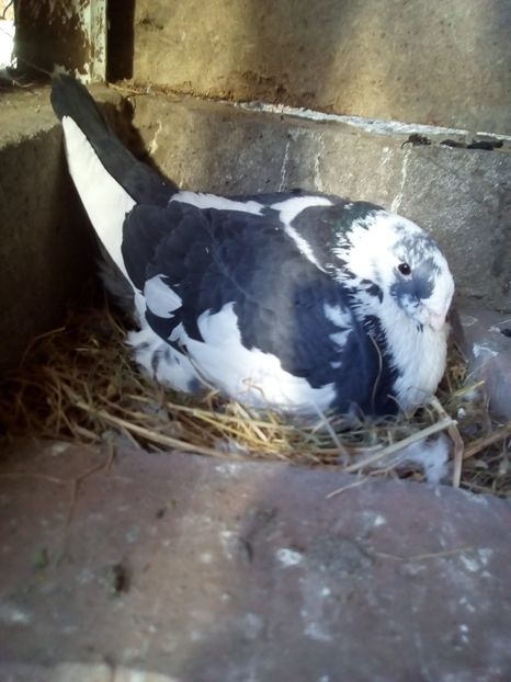  - Porumbei Giant Homer 2017