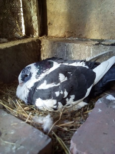  - Porumbei Giant Homer 2017