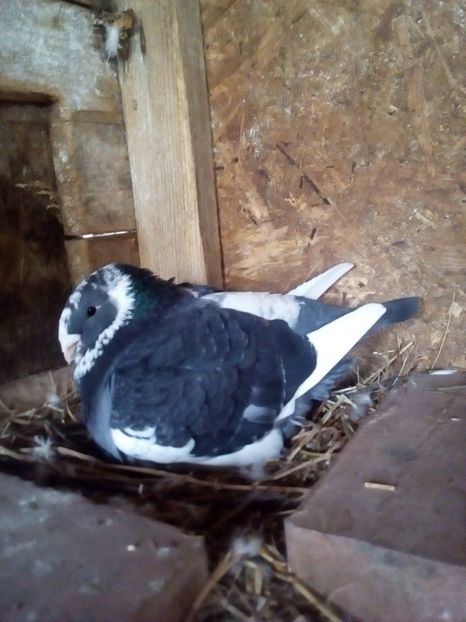  - Porumbei Giant Homer 2017