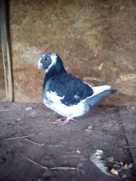  - Porumbei Giant Homer 2017