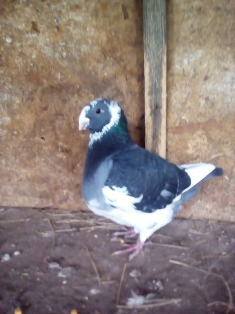  - Porumbei Giant Homer 2017