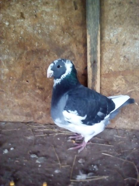  - Porumbei Giant Homer 2017