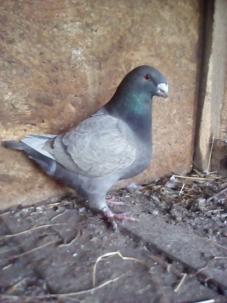  - Porumbei Giant Homer 2017