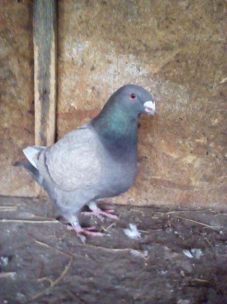  - Porumbei Giant Homer 2017