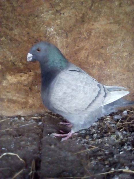  - Porumbei Giant Homer 2017