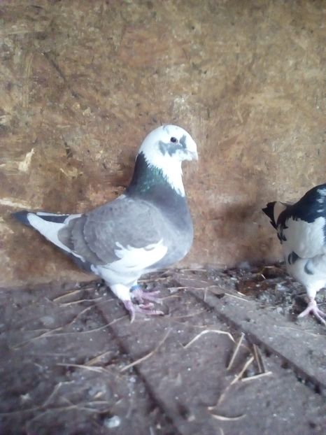  - Porumbei Giant Homer 2017