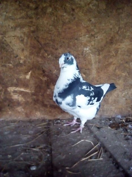  - Porumbei Giant Homer 2017