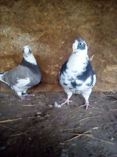  - Porumbei Giant Homer 2017