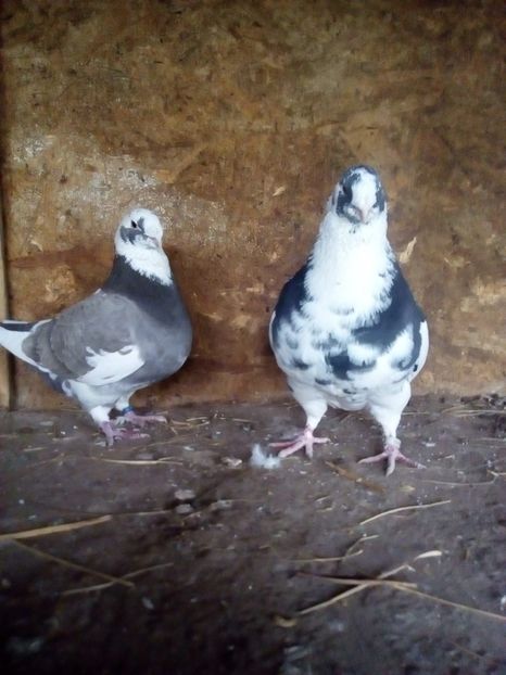  - Porumbei Giant Homer 2017