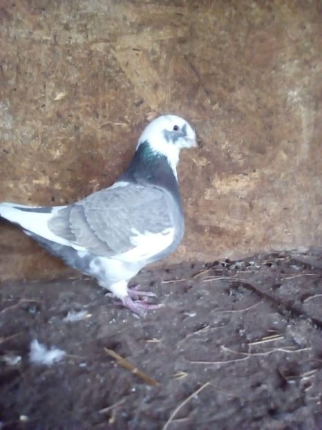  - Porumbei Giant Homer 2017