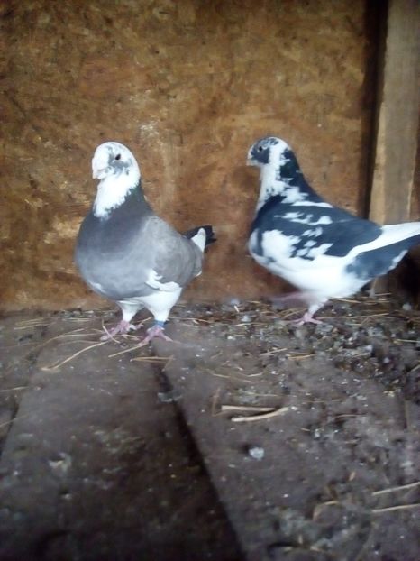  - Porumbei Giant Homer 2017