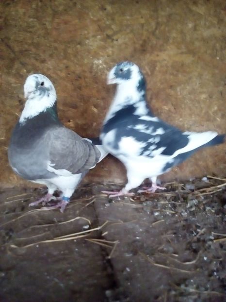  - Porumbei Giant Homer 2017