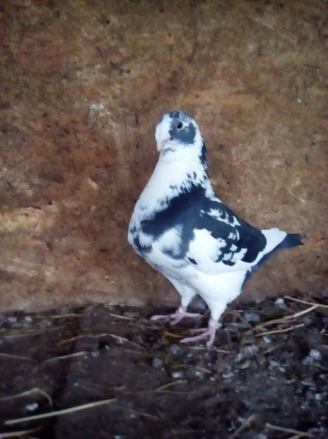  - Porumbei Giant Homer 2017