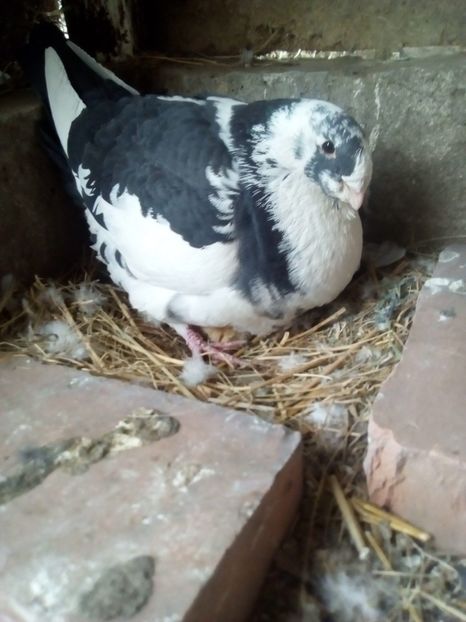  - Porumbei Giant Homer 2017