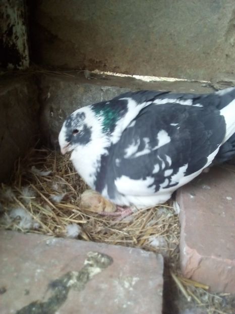  - Porumbei Giant Homer 2017