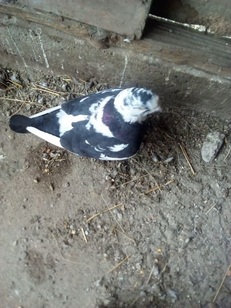  - Porumbei Giant Homer 2017