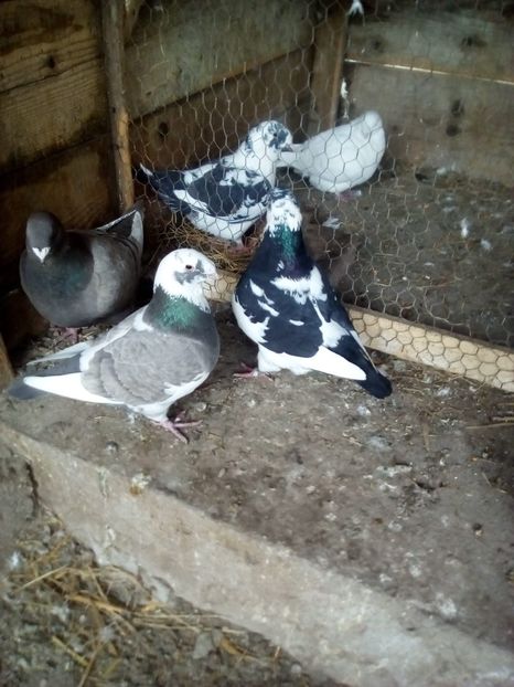  - Porumbei Giant Homer 2017