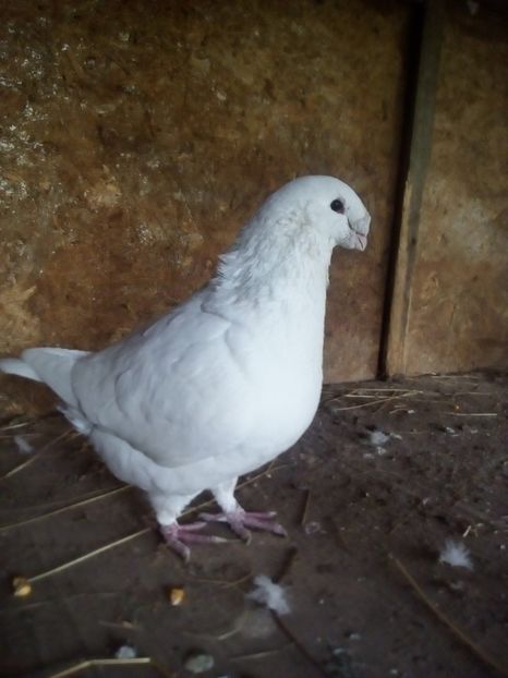  - Porumbei Giant Homer 2017