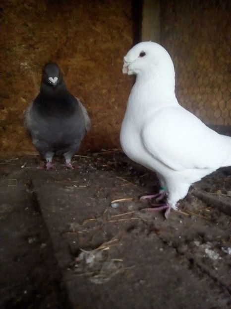  - Porumbei Giant Homer 2017