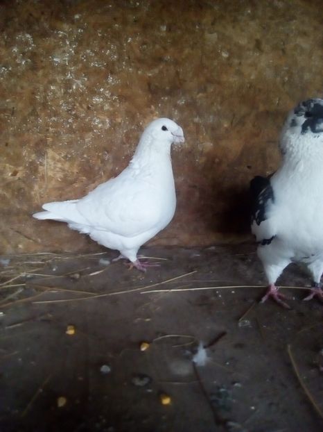  - Porumbei Giant Homer 2017