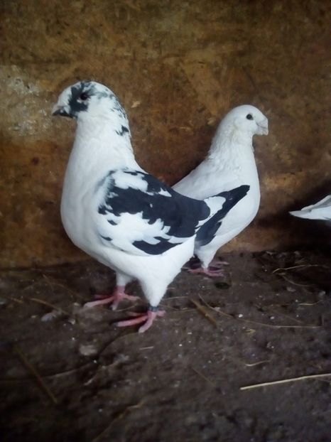  - Porumbei Giant Homer 2017