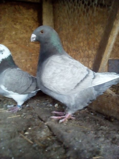  - Porumbei Giant Homer 2017