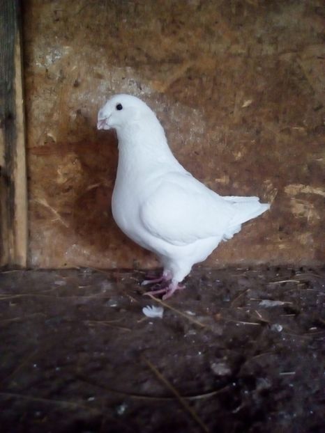  - Porumbei Giant Homer 2017