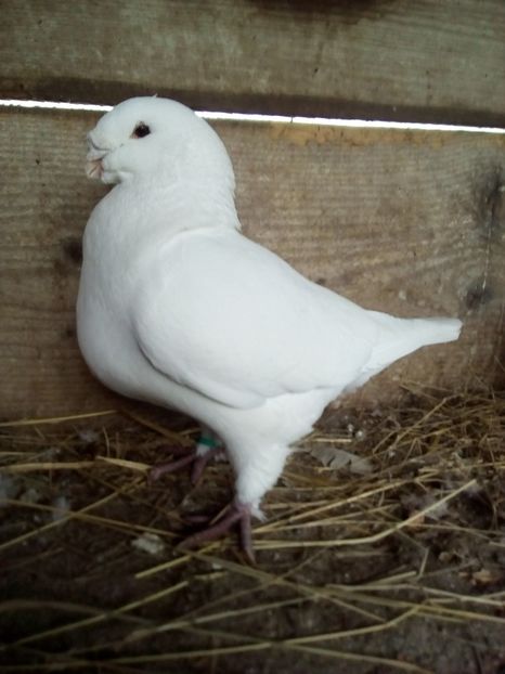  - Porumbei Giant Homer 2017