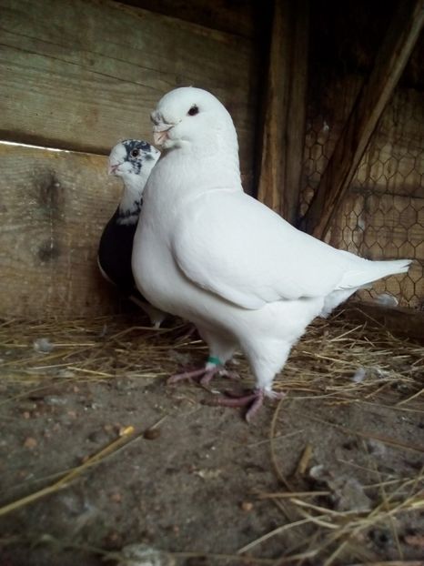  - Porumbei Giant Homer 2017