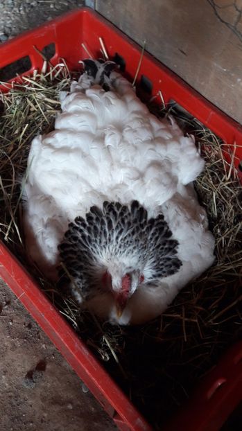 pe oua de gasca - b Gaste Lesesti si Comune cu gascan African