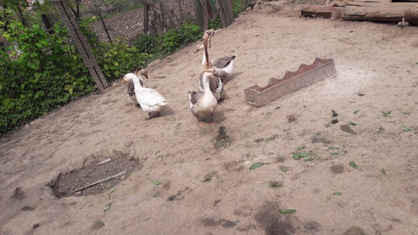  - b Gaste Lesesti si Comune cu gascan African