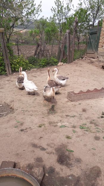  - b Gaste Lesesti si Comune cu gascan African