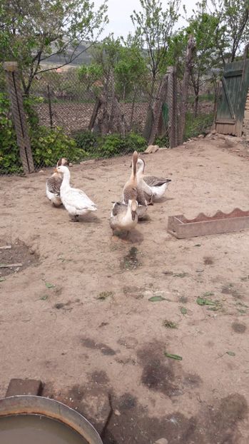 20170417_140139(0) - b Gaste Lesesti si Comune cu gascan African