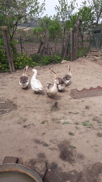  - b Gaste Lesesti si Comune cu gascan African