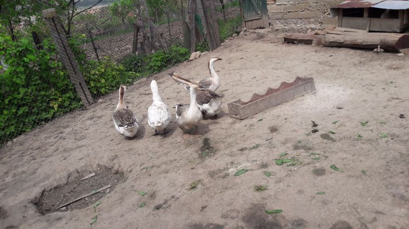  - b Gaste Lesesti si Comune cu gascan African