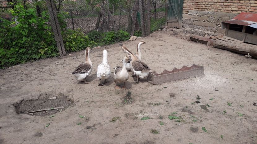  - b Gaste Lesesti si Comune cu gascan African