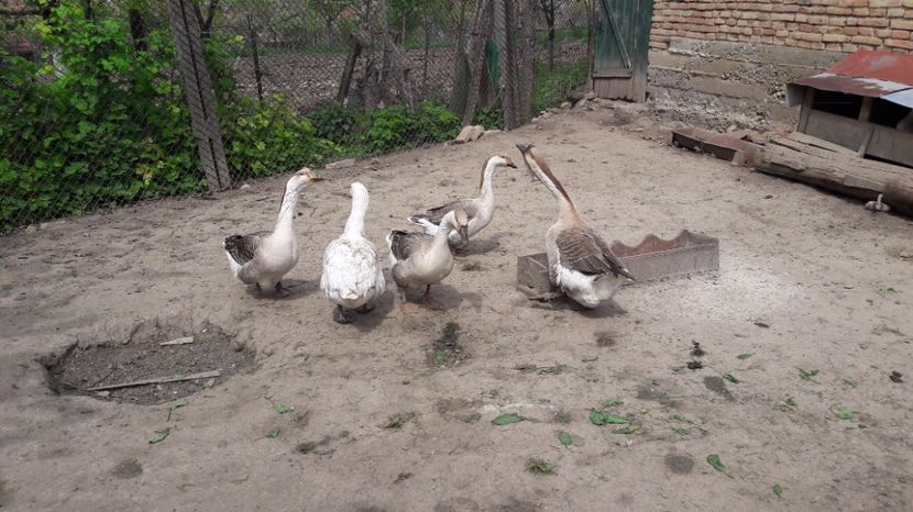  - b Gaste Lesesti si Comune cu gascan African