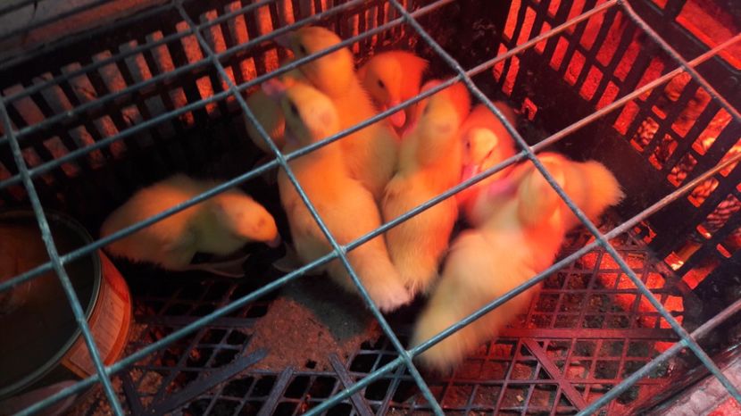 6 zile - 5 Rate MULARD