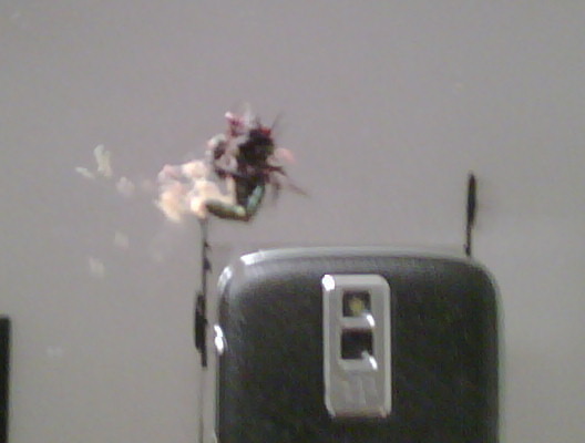 Brandi s Phone
