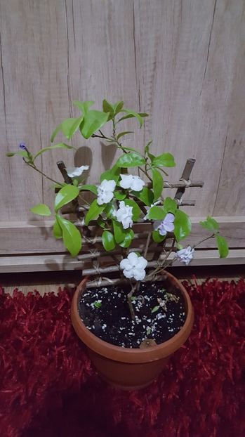  - Brunfelsia calycina