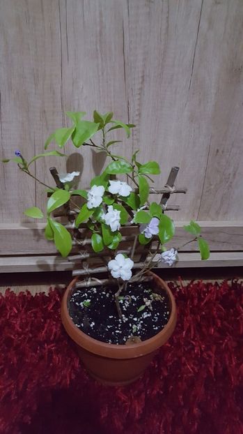  - Brunfelsia calycina