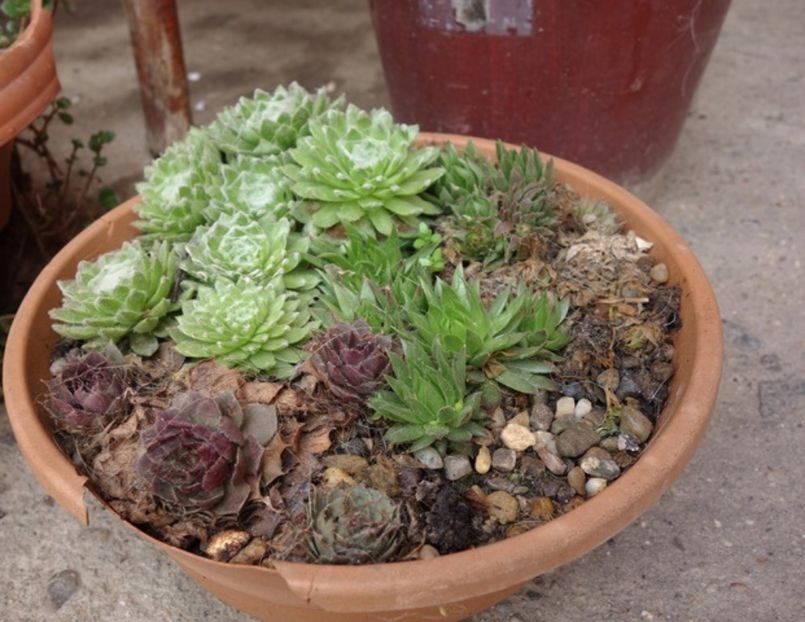  - sempervivum